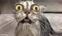 猫神爆料自己参训的视频,揭秘电竞选手日常训练幕后